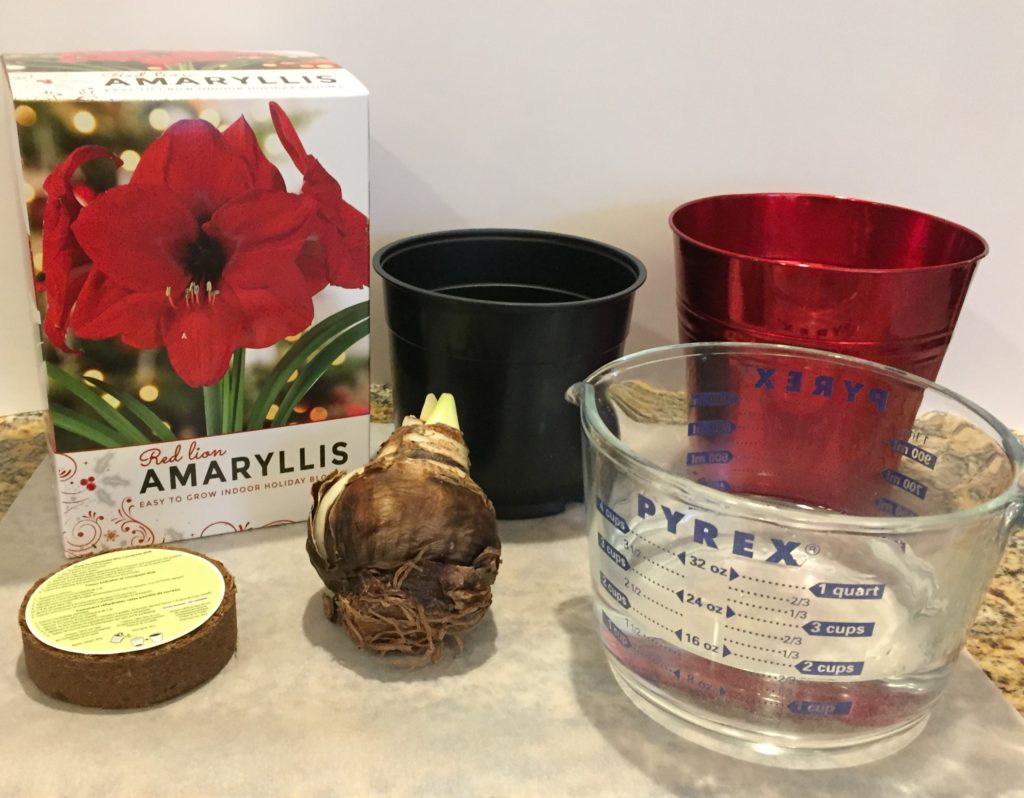 Amaryllis planting kit