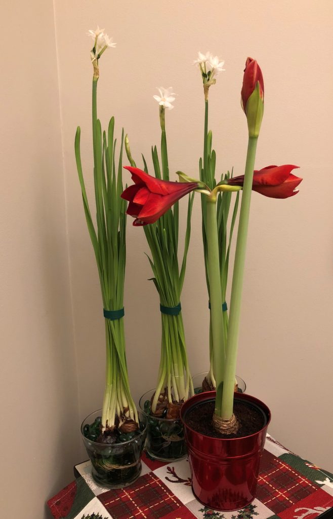 Amaryllis and Paper White Narcissus