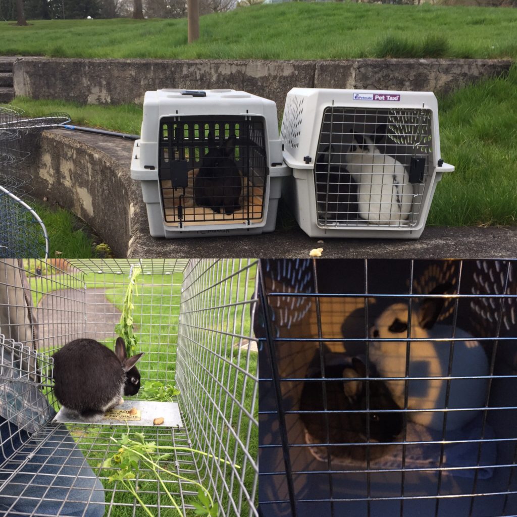 Bunnies rescued by Rabbit Advocates that were abandoned in a park